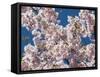 Cherry Tree in Full Blossom, Munich, Germany, Europe-P. Widmann-Framed Stretched Canvas