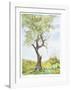 Cherry Tree in Norwood Glen-Fioravanti-Framed Limited Edition