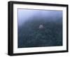 Cherry Tree in the Misty Forest-null-Framed Photographic Print