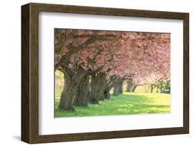 Cherry Tree Lane-Carrie Ann Grippo-Pike-Framed Photographic Print