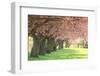 Cherry Tree Lane-Carrie Ann Grippo-Pike-Framed Photographic Print