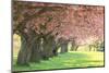 Cherry Tree Lane-Carrie Ann Grippo-Pike-Mounted Photographic Print