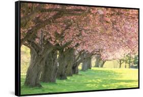 Cherry Tree Lane-Carrie Ann Grippo-Pike-Framed Stretched Canvas