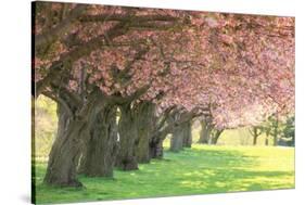 Cherry Tree Lane-Carrie Ann Grippo-Pike-Stretched Canvas