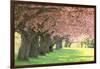 Cherry Tree Lane-Carrie Ann Grippo-Pike-Framed Photographic Print