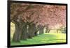 Cherry Tree Lane-Carrie Ann Grippo-Pike-Framed Photographic Print