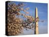 Cherry Tree near Washington Monument-Joseph Sohm-Stretched Canvas