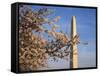 Cherry Tree near Washington Monument-Joseph Sohm-Framed Stretched Canvas