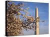 Cherry Tree near Washington Monument-Joseph Sohm-Stretched Canvas