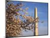 Cherry Tree near Washington Monument-Joseph Sohm-Mounted Photographic Print