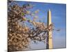 Cherry Tree near Washington Monument-Joseph Sohm-Mounted Photographic Print