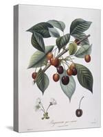 Cherry Tree (Prunus Avium) Bigarreau Henry Louis Duhamel Du Monceau-null-Stretched Canvas