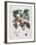 Cherry Tree (Prunus Avium) Bigarreau Henry Louis Duhamel Du Monceau-null-Framed Giclee Print