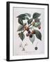 Cherry Tree (Prunus Avium) Bigarreau Henry Louis Duhamel Du Monceau-null-Framed Giclee Print
