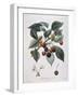 Cherry Tree (Prunus Avium) Bigarreau Henry Louis Duhamel Du Monceau-null-Framed Giclee Print