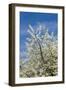 Cherry Tree, Prunus Avium, Detail, Branches, Blooms, Spring, Plant, Tree, Fruit Tree, Rose Plant-Chris Seba-Framed Photographic Print