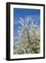 Cherry Tree, Prunus Avium, Detail, Branches, Blooms, Spring, Plant, Tree, Fruit Tree, Rose Plant-Chris Seba-Framed Photographic Print