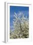 Cherry Tree, Prunus Avium, Detail, Branches, Blooms, Spring, Plant, Tree, Fruit Tree, Rose Plant-Chris Seba-Framed Photographic Print