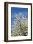 Cherry Tree, Prunus Avium, Detail, Branches, Blooms, Spring, Plant, Tree, Fruit Tree, Rose Plant-Chris Seba-Framed Photographic Print