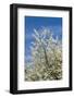 Cherry Tree, Prunus Avium, Detail, Branches, Blooms, Spring, Plant, Tree, Fruit Tree, Rose Plant-Chris Seba-Framed Photographic Print