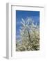 Cherry Tree, Prunus Avium, Detail, Branches, Blooms, Spring, Plant, Tree, Fruit Tree, Rose Plant-Chris Seba-Framed Photographic Print