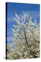 Cherry Tree, Prunus Avium, Detail, Branches, Blooms, Spring, Plant, Tree, Fruit Tree, Rose Plant-Chris Seba-Stretched Canvas