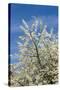Cherry Tree, Prunus Avium, Detail, Branches, Blooms, Spring, Plant, Tree, Fruit Tree, Rose Plant-Chris Seba-Stretched Canvas