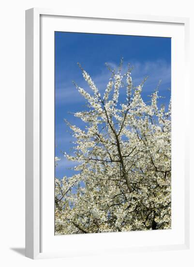 Cherry Tree, Prunus Avium, Detail, Branches, Blooms, Spring, Plant, Tree, Fruit Tree, Rose Plant-Chris Seba-Framed Photographic Print