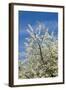 Cherry Tree, Prunus Avium, Detail, Branches, Blooms, Spring, Plant, Tree, Fruit Tree, Rose Plant-Chris Seba-Framed Photographic Print