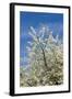 Cherry Tree, Prunus Avium, Detail, Branches, Blooms, Spring, Plant, Tree, Fruit Tree, Rose Plant-Chris Seba-Framed Photographic Print