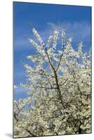 Cherry Tree, Prunus Avium, Detail, Branches, Blooms, Spring, Plant, Tree, Fruit Tree, Rose Plant-Chris Seba-Mounted Photographic Print