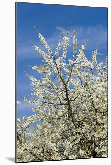 Cherry Tree, Prunus Avium, Detail, Branches, Blooms, Spring, Plant, Tree, Fruit Tree, Rose Plant-Chris Seba-Mounted Photographic Print