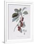 Gramercy White