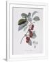 Gramercy White