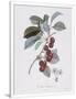Gramercy White