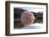 Cherry Tree Reflection in Water-tamikosan-Framed Photographic Print