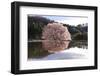 Cherry Tree Reflection in Water-tamikosan-Framed Photographic Print