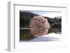 Cherry Tree Reflection in Water-tamikosan-Framed Photographic Print