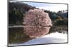 Cherry Tree Reflection in Water-tamikosan-Mounted Photographic Print