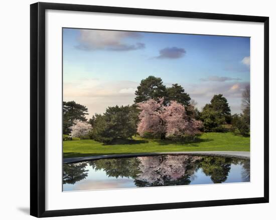 Cherry Tree Reflections-Jessica Jenney-Framed Photographic Print