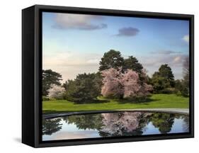 Cherry Tree Reflections-Jessica Jenney-Framed Stretched Canvas