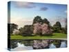 Cherry Tree Reflections-Jessica Jenney-Stretched Canvas