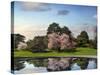 Cherry Tree Reflections-Jessica Jenney-Stretched Canvas