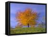 Cherry Tree with Brightly Yellow Coloured Autumn Foliage-null-Framed Stretched Canvas