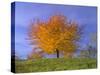 Cherry Tree with Brightly Yellow Coloured Autumn Foliage-null-Stretched Canvas
