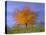 Cherry Tree with Brightly Yellow Coloured Autumn Foliage-null-Stretched Canvas