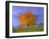 Cherry Tree with Brightly Yellow Coloured Autumn Foliage-null-Framed Photographic Print