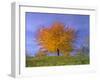 Cherry Tree with Brightly Yellow Coloured Autumn Foliage-null-Framed Photographic Print