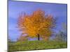 Cherry Tree with Brightly Yellow Coloured Autumn Foliage-null-Mounted Photographic Print