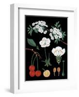 Cherry Tree-null-Framed Giclee Print